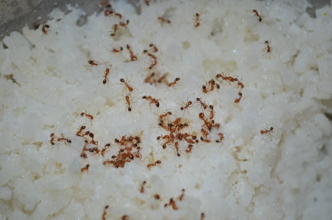 Tamarind Rice